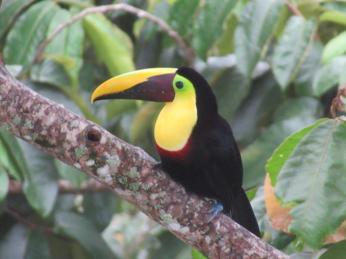 Toucan Lane Hotel And Restaurant Nuevo Arenal Buitenkant foto